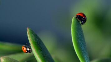 Small red ladybug exploring green grass and flowers while surrounded by morning dew drops in a vibrant ecosystem video