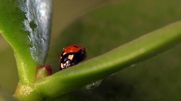 Small red ladybug perched on green leaves surrounded by dew drops in morning light video