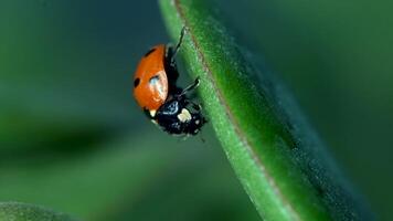 Small red ladybug exploring green grass and flowers while dew glistens in the morning light video