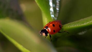 Small red ladybug explores dew-covered green grass and flowers during a fresh morning in nature video