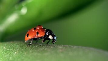 Small red ladybug exploring green grass and flowers amidst morning dew drops in a vibrant natural habitat video