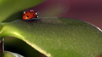 Small red ladybug resting on green leaves with morning dew creating a fresh and vibrant scene in nature video