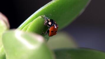 Small red ladybug explores lush green grass with dew drops glistening in the morning light video