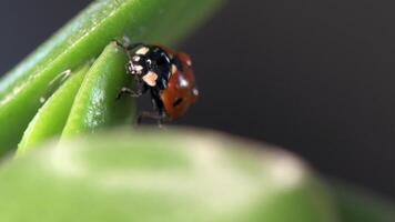 Small red ladybug exploring green grass and flowers covered in morning dew drops video