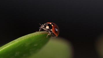 Small red ladybug exploring green grass with dew drops during a serene morning video
