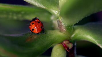 Small red ladybug resting on green leaves with dew drops in a vibrant natural setting video