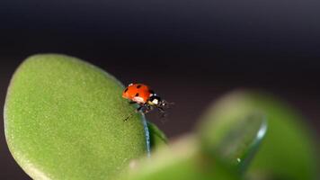 Small red ladybug explores green grass with dew drops glistening in the morning sunlight video