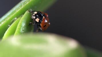 Small red ladybug explores dew-covered grass and flowers in the morning light video