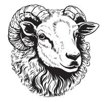 Mountain sheep. Sketchy, black and white, hand-drawn portrait of a mountain sheep on a white background. vector