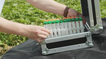 Laboratory worker holding professional glassware and testing plant sprouts before harvest in the field. 2 video