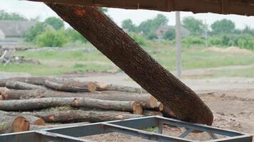 Loading big timber pine, spruce, cedar logs by crane grab loader tractor machine. Pile coniferous lumber shipping at sawmill. video