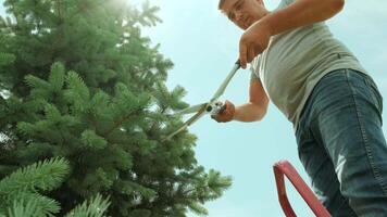 A gardener clipping the pine tree with shears standing on a stepladder in the summer garden 7 video
