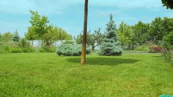 Close-up of watering the garden, grass and flowers in the Park, water drops in the sunlight. Automatic watering system for the grass and flowers. Drops of water are splashed in the sunlight. 8 video