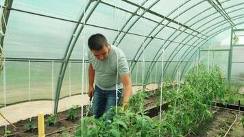 Working in green environment. Man taking care of plants while walking in greenhouse 5 video