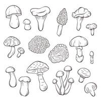 Edible mushroom set in line art style. Forest food plant outline drawing. Perfect for recipe, menu, label, icon, packaging. Isolated on a white background. vector