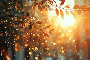 Golden hour sunlight filtering through autumn leaves photo