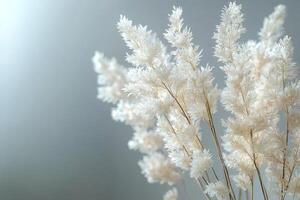 Delicate creamy white pampas grass against a soft gray background photo