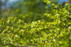Fresh green leaves on a tree branch in spring photo