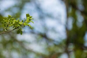 Fresh leaves sprout on a branch against a blurred background of trees and sky photo