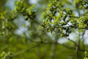 Fresh spring leaves and catkins on a tree branch photo