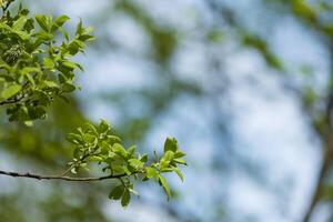 Leaves on a branch against a blurred background of trees and sky photo