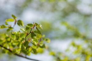 Fresh spring leaves on a branch bathed in sunlight New growth in nature photo