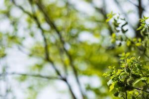 Fresh spring leaves and branches in a soft focus background photo