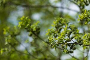 Fresh green leaves and buds on a tree branch in springtime photo