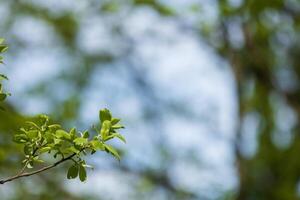 Fresh green leaves on a branch, a blurred background of trees and sky photo