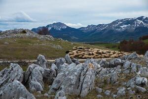 A flock of sheep crossing a rocky path towards snow capped mountains photo
