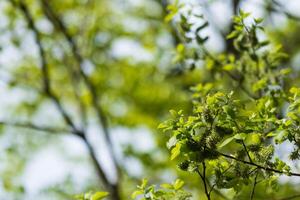 Fresh spring leaves and buds on a tree branch photo
