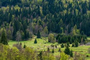 Sheep grazing in a lush green meadow surrounded by a dense evergreen forest photo