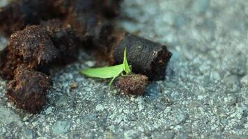 Small green grasshopper perched on a piece of dark, granular material, possibly soil or animal droppings, on a textured gray surface. video