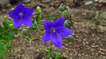 A closeup view of Platycodon grandiflorus of the balloon flower blooming in spring season. video