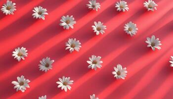 White chamomile seamless pattern flower for pink background photo