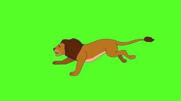 animation of a lion running green screen video