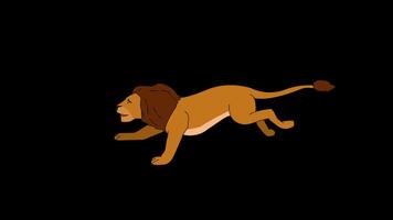 Lion running on an alpha background video