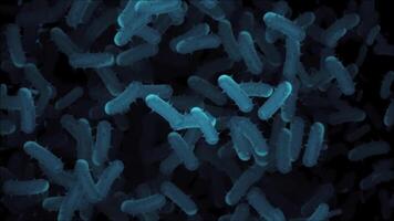 Microscopic view of infectious bacteria cells flowing across the frame. Ideal for projects related to microbiology, healthcare and science. Full HD and looping medical background. video