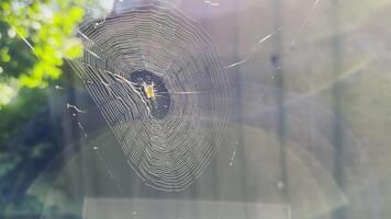 Spiderweb swaying in wind at garden with sunlight at background. Spider builds a cobweb outdoor. Beautiful nature scene on summer day. Concept of wildlife. Slow mot video