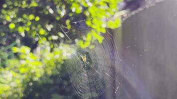 Spiderweb swaying in wind at garden with sunlight at background. Spider builds a cobweb outdoor. Beautiful nature scene on summer day. Concept of wildlife. Slow video