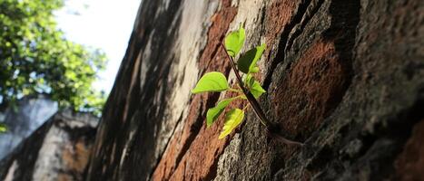 A small green plant emerges from a weathered wall, symbolizing resilience and nature's ability to thrive in harsh environments. photo