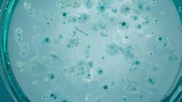 A close up view of a petri dish with some bubbles video
