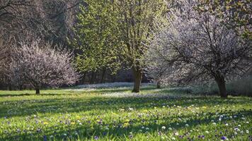 Soft sunlight filtering through blooming trees, dappling verdant meadow with wildflower palette, embodying delicate spring tranquility video