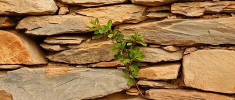 A green plant sprouts between layers of textured stone, showcasing resilience in a natural stone wall. photo