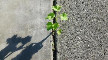 A small green plant emerges from a crack in the concrete, casting a shadow, symbolizing resilience and growth in an urban environment. photo
