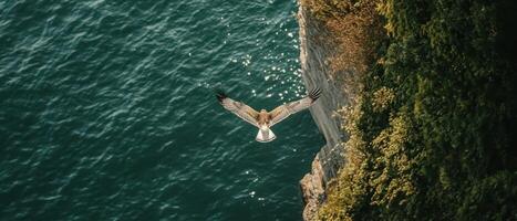 A majestic bird of prey soars above a rocky cliff, overlooking sparkling blue waters, showcasing nature's beauty and wildlife in motion. photo