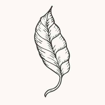 Ink engraved sketch of Leaf on isolated background. Hand drawn botanical illustration plant for logo, sign, print, paper, card, label, decor. Design element in vintage style. Nature and food