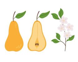 illustration Pear whole fruit, half and branch of flowering fruits tree on isolated background. Hand drawn set with punchball for sign, print, paper, logo, card, label. Food, nature and harvest vector