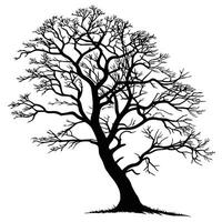 Silhouette Of Tree With Bare Branches vector