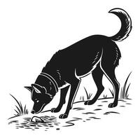 Black And White Dog Sniffing vector